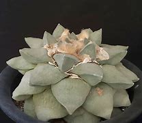 Image result for Ariocarpus Furfuraceus