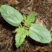 Image result for Dicot Cotyledon