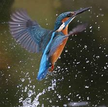 Image result for Kingfisher