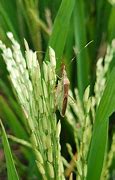 Image result for Rice Insects