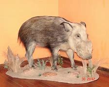 Image result for Bushpig Taxidermy