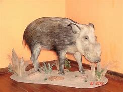 Image result for Bushpig