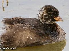 Image result for African Little Grebe