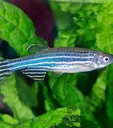 Image result for Flying Zebra Fish