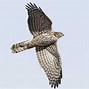 Image result for Hawk Cut Out