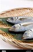 Image result for Japanese Mackerel