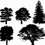 Image result for Tree Outline Graphic