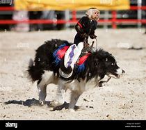 Image result for Monkey Riding Animals