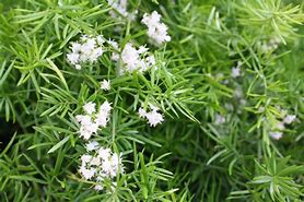 Image result for Flowering Fern