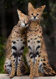 Image result for Serval Domestic Cat