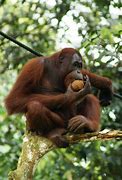 Image result for Ape Species List