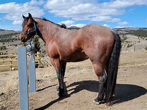 Image result for Roan Stallion