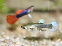 Image result for Pet Guppies