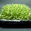 Image result for Grow Mung Bean Sprouts at Home