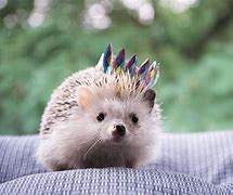 Image result for Hedgehog Living