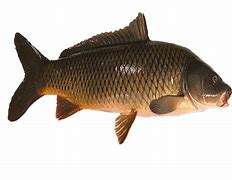 Image result for Common Boarfish