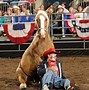 Image result for Clint Sylvester Rodeo Clown