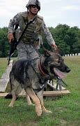 Image result for United States Air Force K9