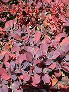 Image result for Crimson Pygmy Barberry