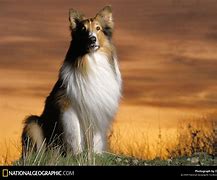 Image result for Famous Dog Lassie