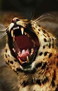 Image result for Leopard Roar