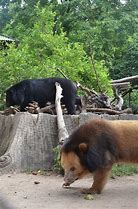 Image result for Golden Moon Bear