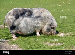 Image result for Pig Front Profile