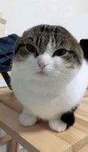 Image result for Wawa Cat T-Shirt