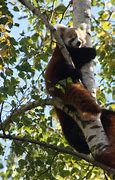 Image result for Red Panda Hug