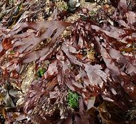 Image result for Dulse Palmaria Palmata