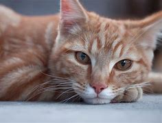 Image result for Plano De Fundo Computador Gato HD