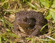 Image result for Brown Frog Britain