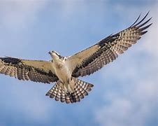 Image result for Osprey