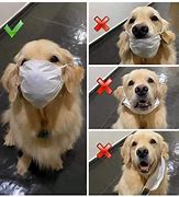 Image result for Dog Wearing a Mask