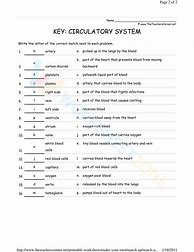 Image result for Human Circulatory System Worksheet