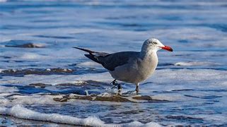 Image result for Black and White Water Birds