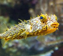 Image result for A Blowfish