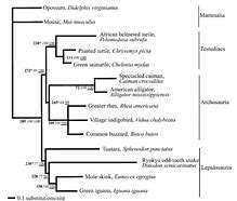 Image result for Reptile Phylogenetic Tree