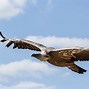 Image result for Vulture Flying