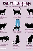 Image result for Cat Tail Moods