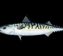 Image result for Bullseye Mackerel