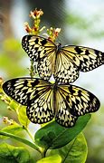 Image result for Amazing Butterflies