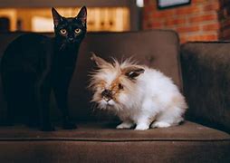 Image result for Black Cat Small On Couch