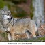 Image result for Close of a Wolf's Side View