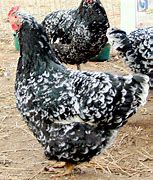 Image result for Java Chicken Breeders