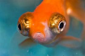 Image result for Fish with Migrating Eye