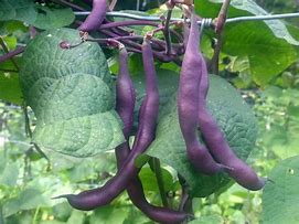 Image result for Bean Seed Pod