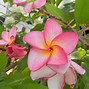 Image result for Vishnu Gold Plumeria