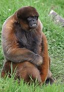 Image result for Woolly Spider Monkey