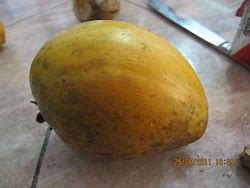 Image result for Buah Mentega